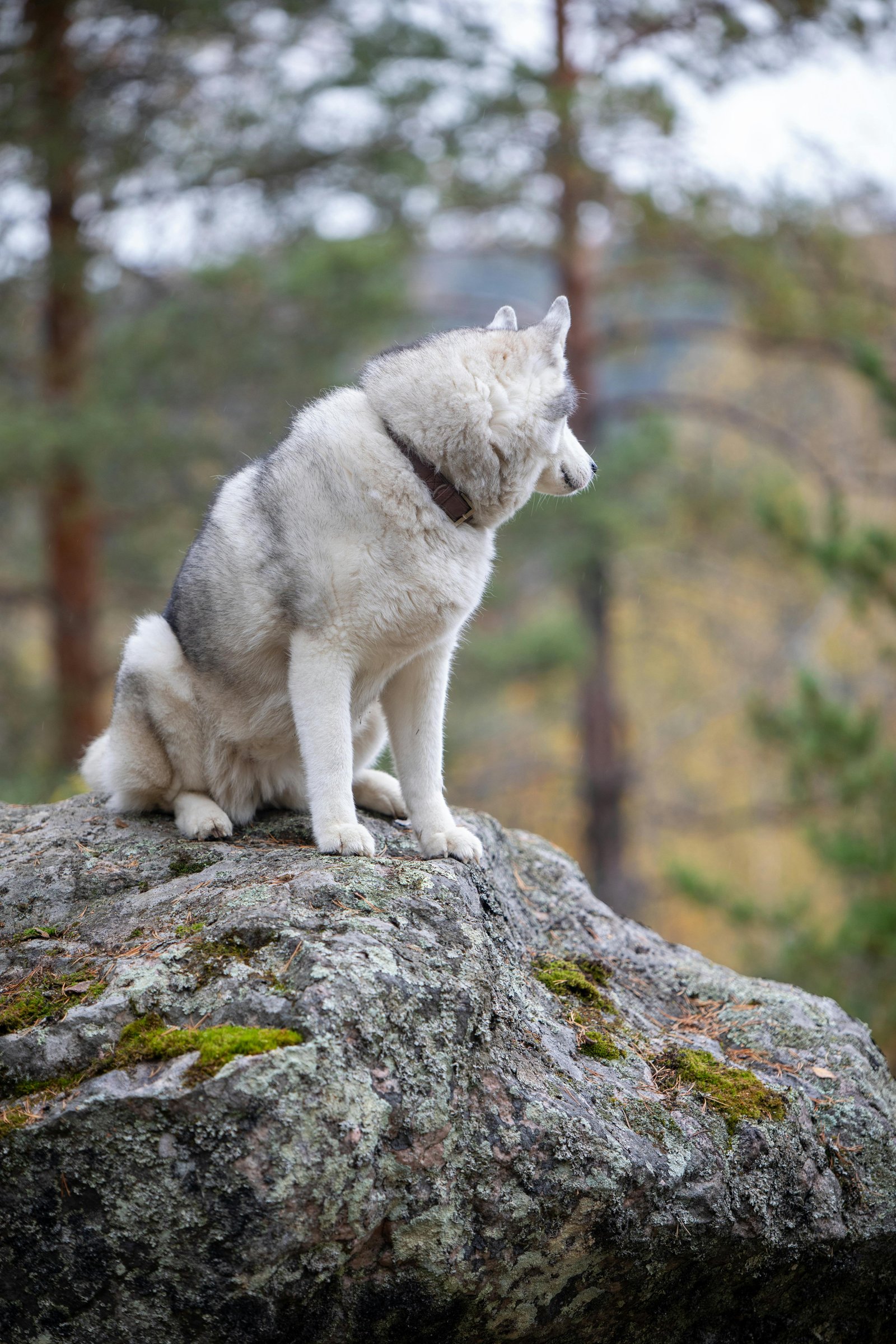 חיות - 2 (1).jpg